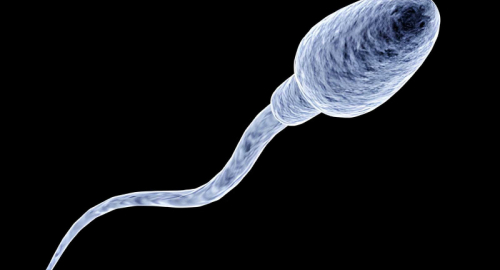 Tessuto testicolare congelato per 16 anni torna a produrre spermatozoi